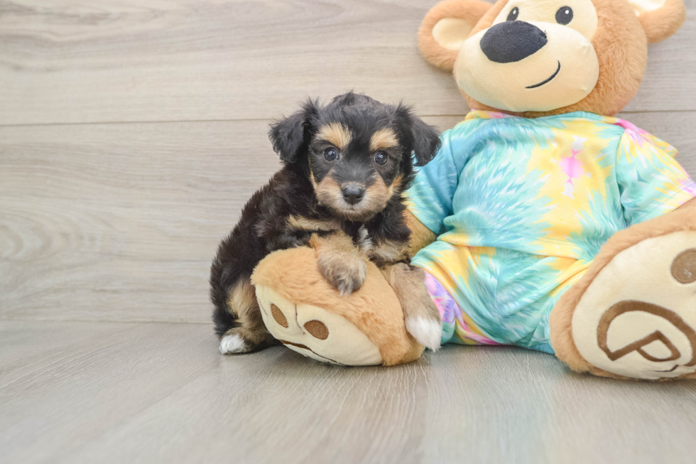 Happy Mini Aussiedoodle Baby