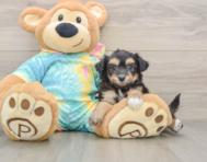 7 week old Mini Aussiedoodle Puppy For Sale - Windy City Pups