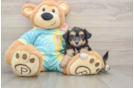 Happy Mini Aussiedoodle Baby