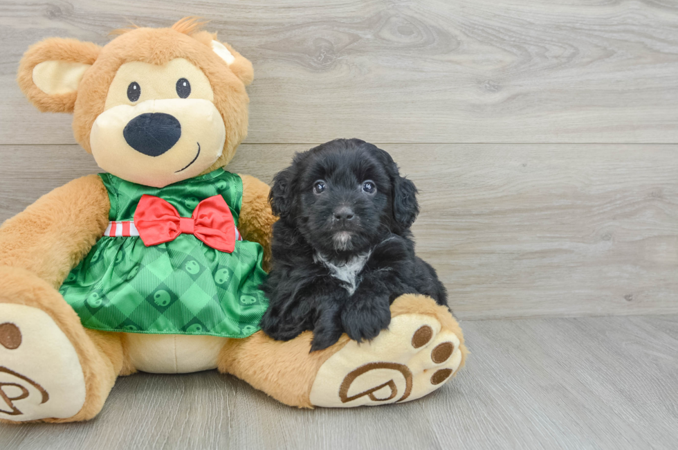 6 week old Mini Aussiedoodle Puppy For Sale - Windy City Pups