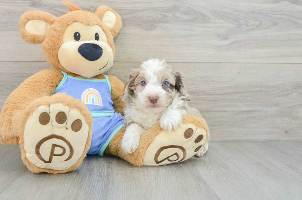 6 week old Mini Aussiedoodle Puppy For Sale - Windy City Pups