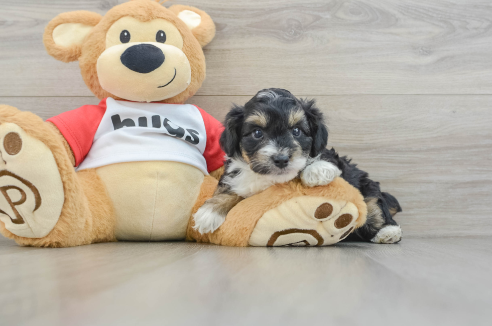 6 week old Mini Aussiedoodle Puppy For Sale - Windy City Pups