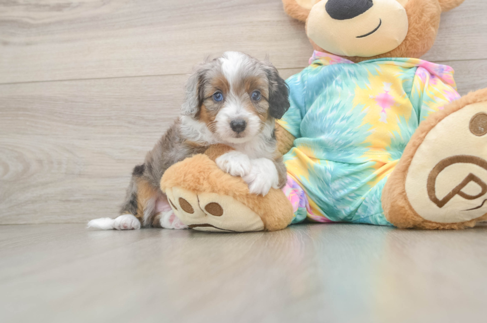 5 week old Mini Aussiedoodle Puppy For Sale - Windy City Pups