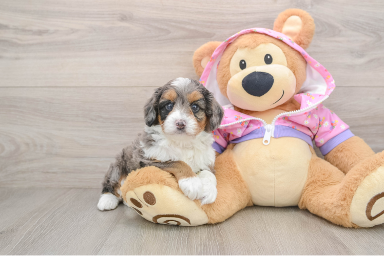 Cute Mini Aussiedoodle Baby