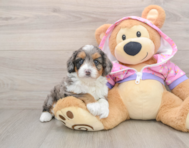 7 week old Mini Aussiedoodle Puppy For Sale - Windy City Pups
