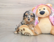 7 week old Mini Aussiedoodle Puppy For Sale - Windy City Pups