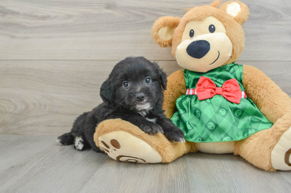 Mini Aussiedoodle Puppy for Adoption