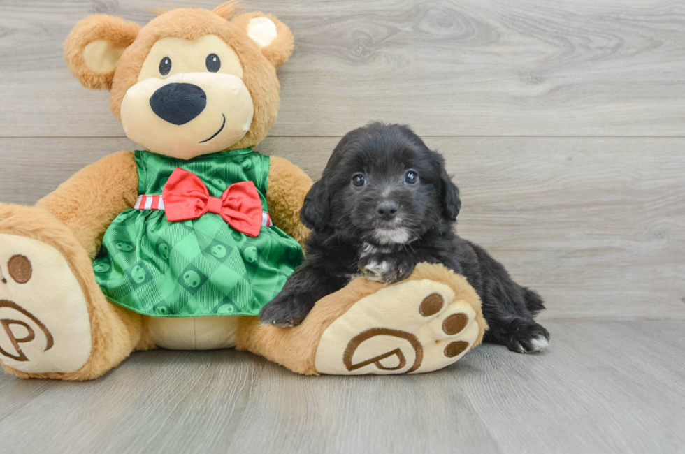 6 week old Mini Aussiedoodle Puppy For Sale - Windy City Pups