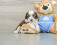 8 week old Mini Aussiedoodle Puppy For Sale - Windy City Pups