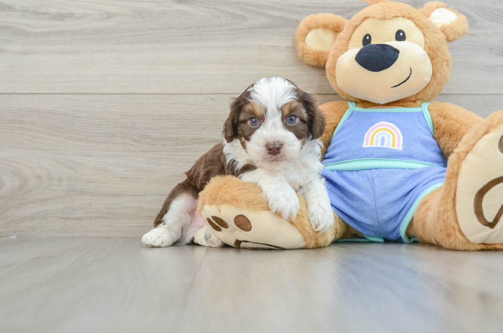 6 week old Mini Aussiedoodle Puppy For Sale - Windy City Pups