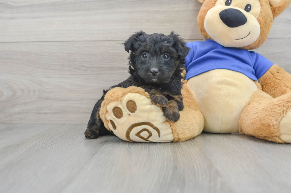 9 week old Mini Aussiedoodle Puppy For Sale - Windy City Pups