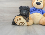 9 week old Mini Aussiedoodle Puppy For Sale - Windy City Pups