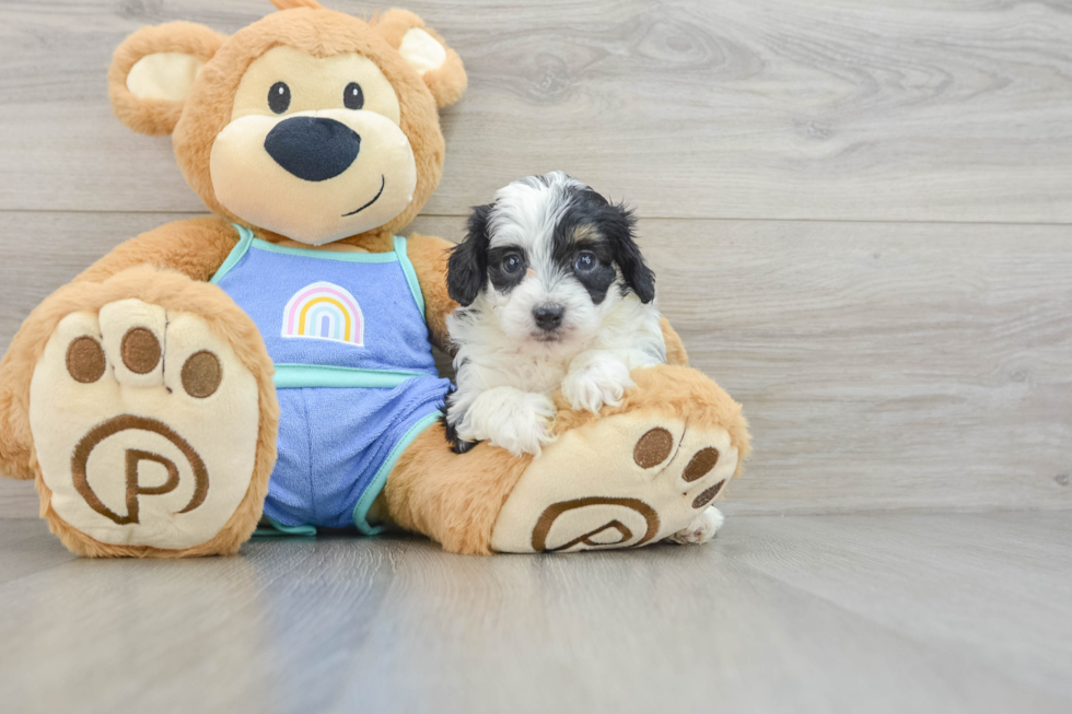 Popular Mini Aussiedoodle Poodle Mix Pup