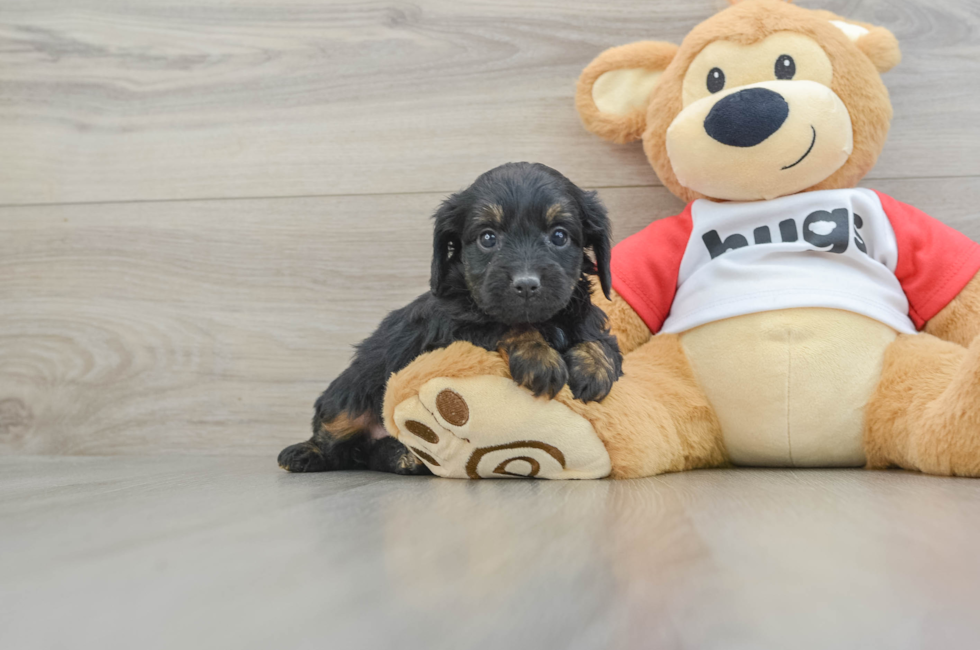 6 week old Mini Aussiedoodle Puppy For Sale - Windy City Pups