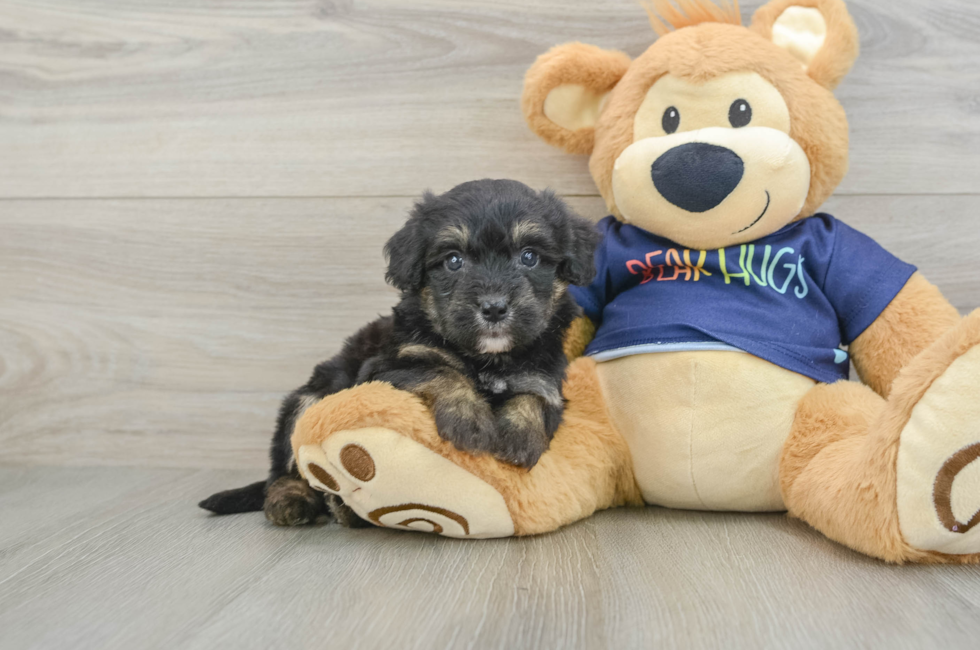 6 week old Mini Aussiedoodle Puppy For Sale - Windy City Pups