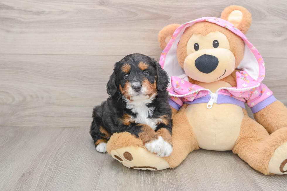 Mini Aussiedoodle Pup Being Cute