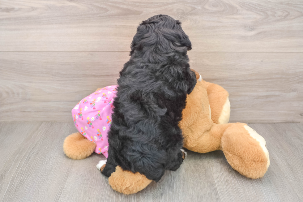 Mini Aussiedoodle Puppy for Adoption