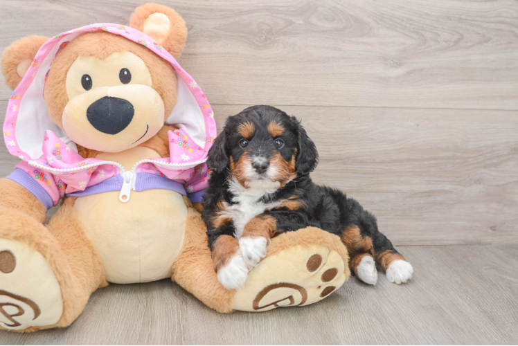 Petite Mini Aussiedoodle Poodle Mix Pup