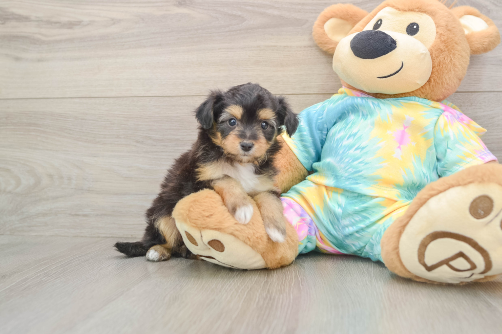 Cute Mini Aussiedoodle Baby