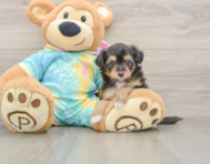 7 week old Mini Aussiedoodle Puppy For Sale - Windy City Pups