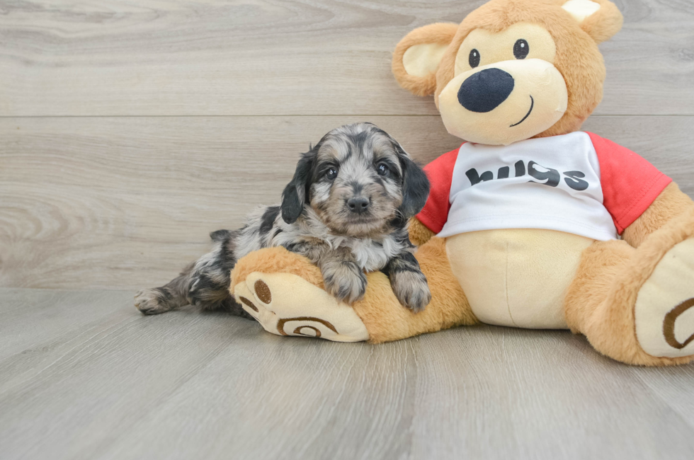 6 week old Mini Aussiedoodle Puppy For Sale - Windy City Pups