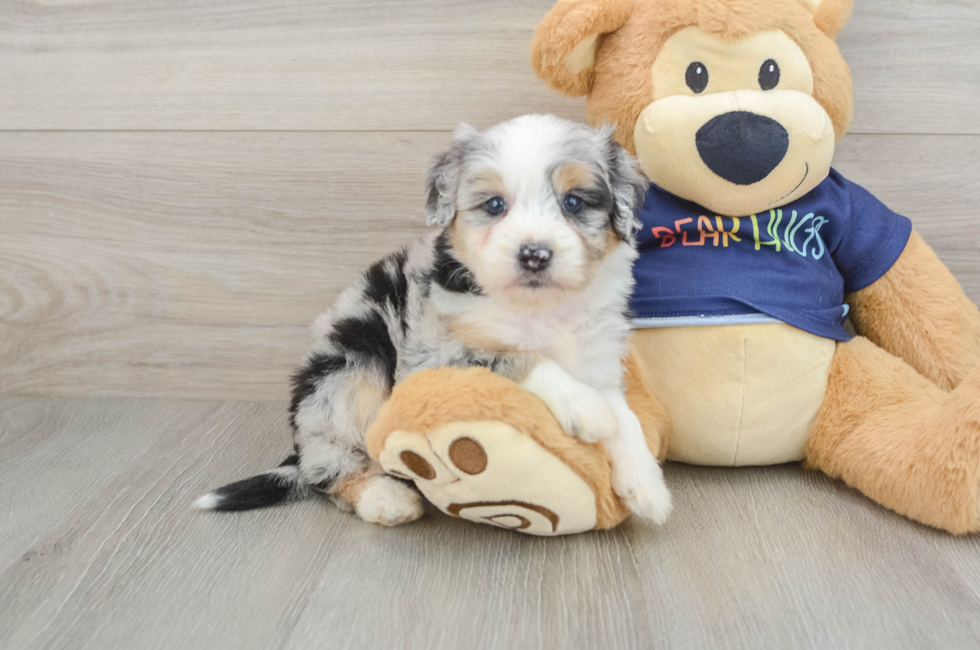 6 week old Mini Aussiedoodle Puppy For Sale - Windy City Pups