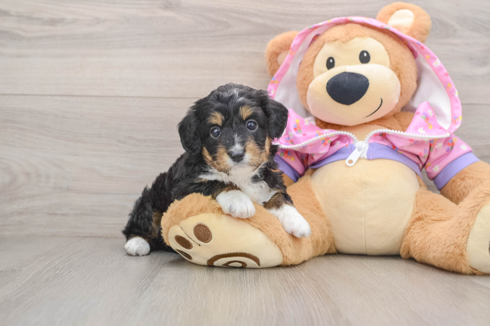 Energetic Aussie Poo Poodle Mix Puppy