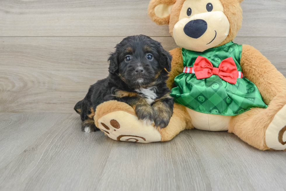 Best Mini Aussiedoodle Baby