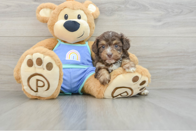 Mini Aussiedoodle Pup Being Cute