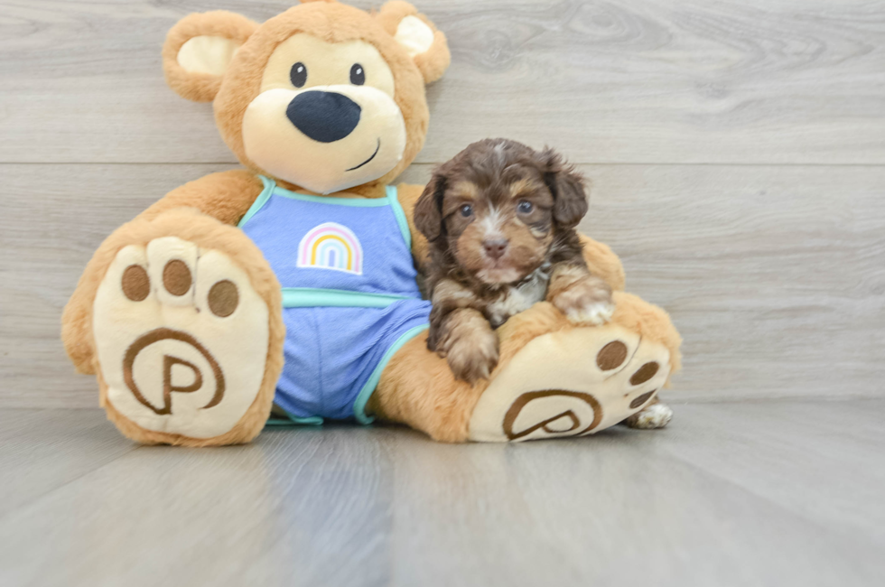 6 week old Mini Aussiedoodle Puppy For Sale - Windy City Pups