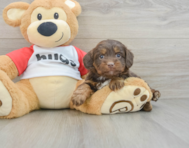 8 week old Mini Aussiedoodle Puppy For Sale - Windy City Pups