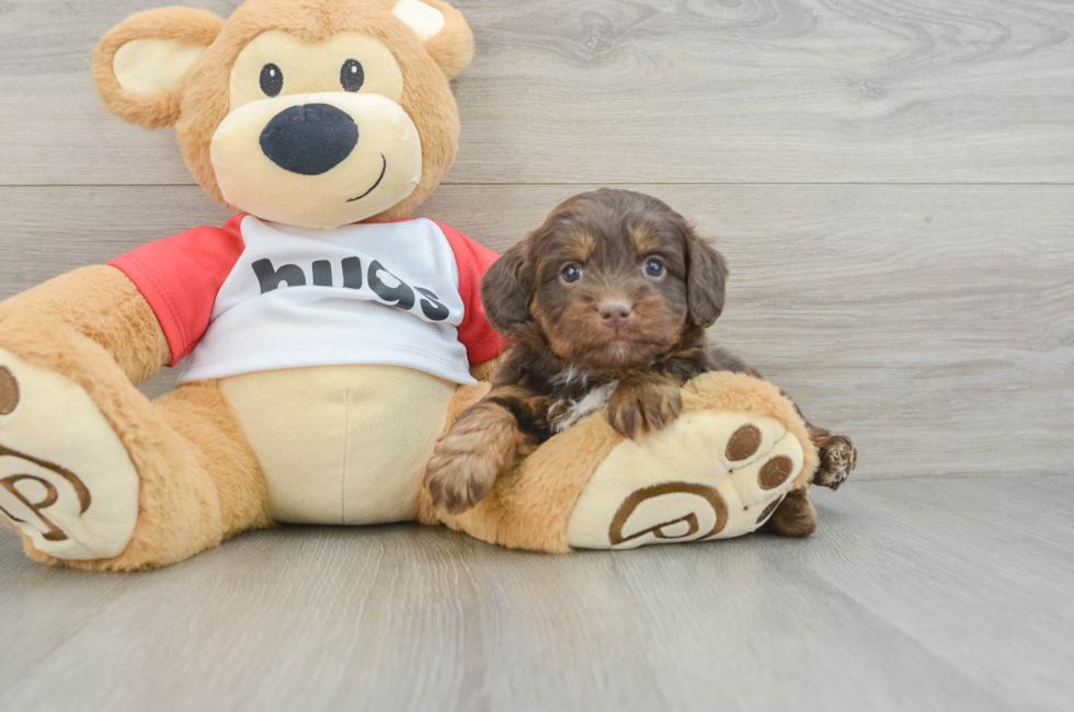 6 week old Mini Aussiedoodle Puppy For Sale - Windy City Pups