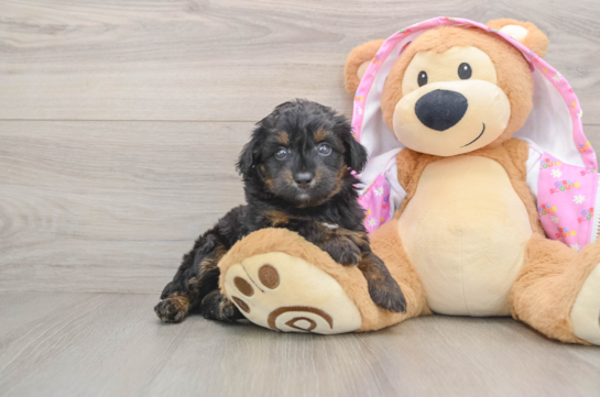 Mini Aussiedoodle Pup Being Cute