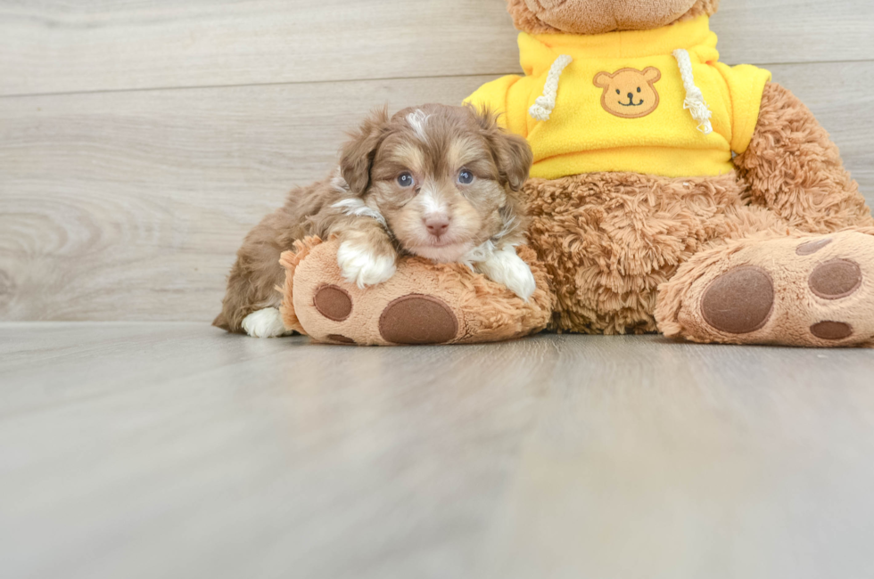 5 week old Mini Aussiedoodle Puppy For Sale - Windy City Pups