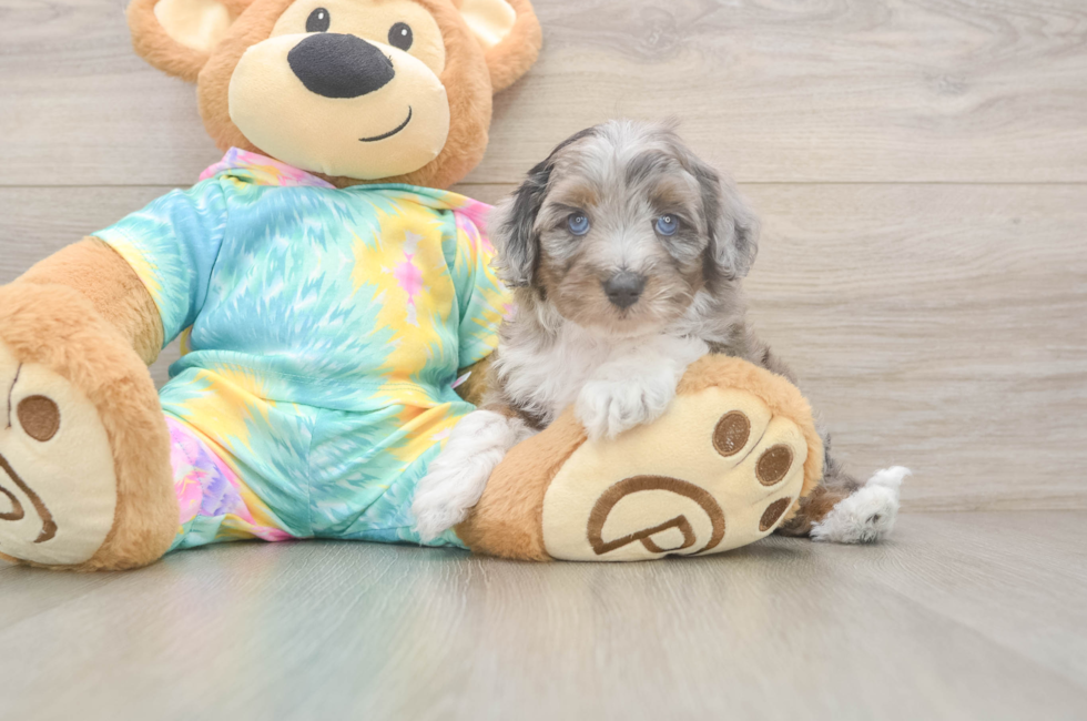 5 week old Mini Aussiedoodle Puppy For Sale - Windy City Pups