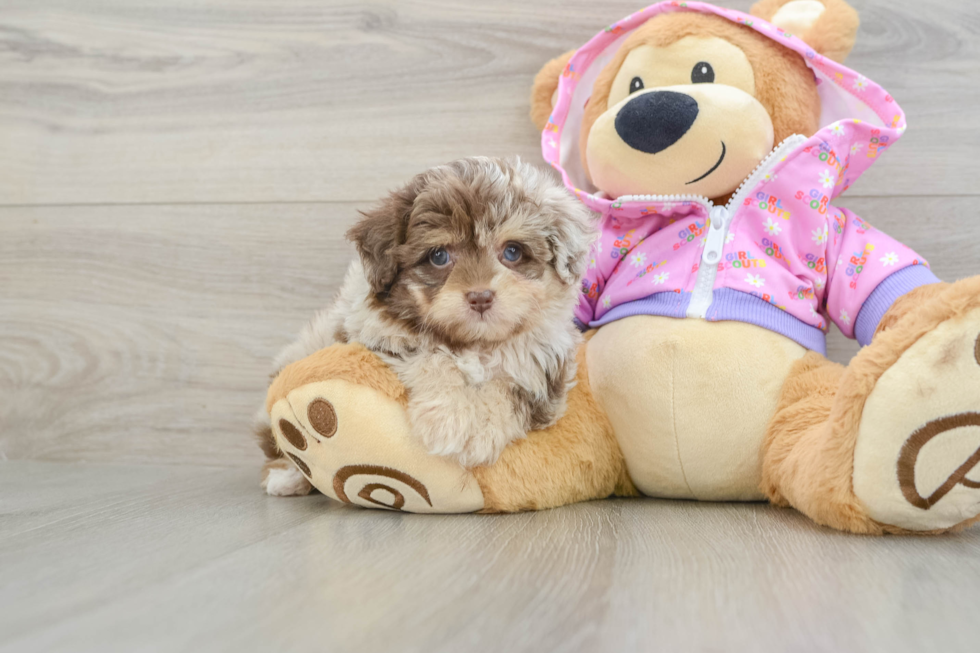 Mini Aussiedoodle Pup Being Cute