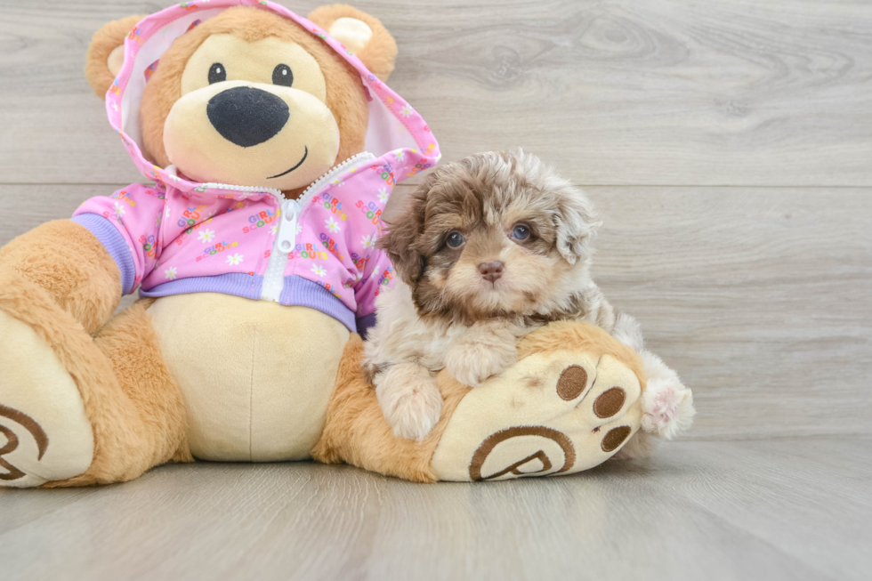 Best Mini Aussiedoodle Baby