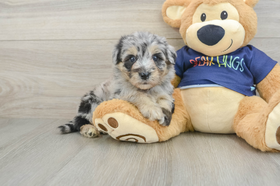 6 week old Mini Aussiedoodle Puppy For Sale - Windy City Pups