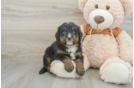 Mini Bernedoodle Puppy for Adoption