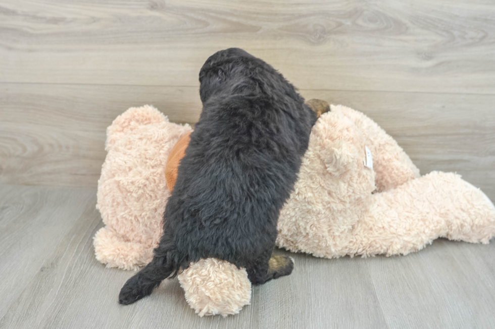 Funny Mini Bernedoodle Poodle Mix Pup