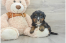 Best Mini Bernedoodle Baby