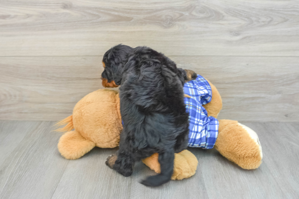 Playful Mini Bernesepoo Poodle Mix Puppy