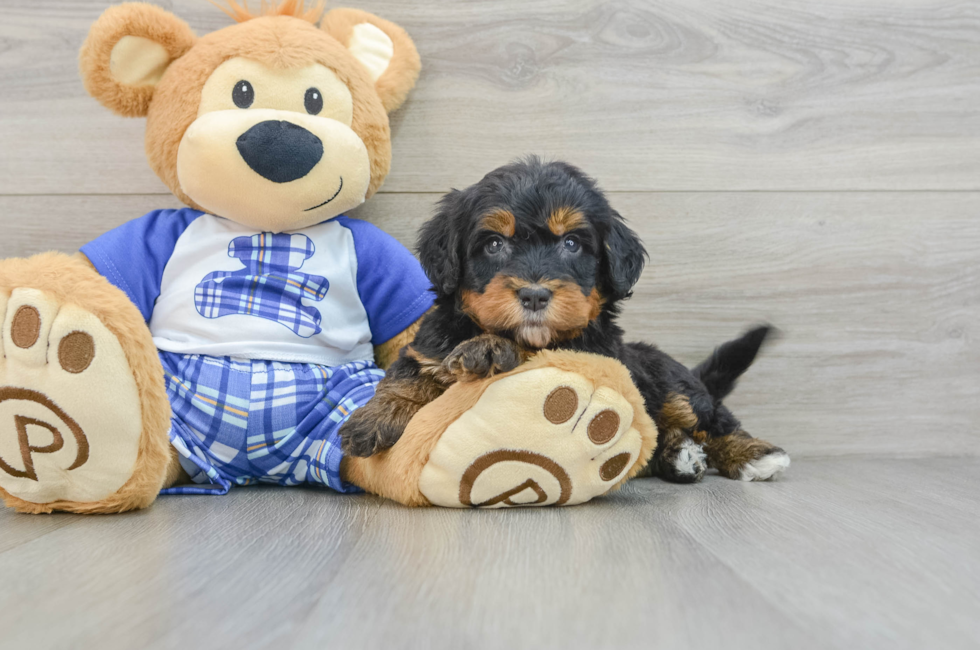 6 week old Mini Bernedoodle Puppy For Sale - Windy City Pups