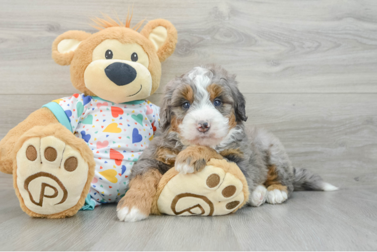 Best Mini Bernedoodle Baby