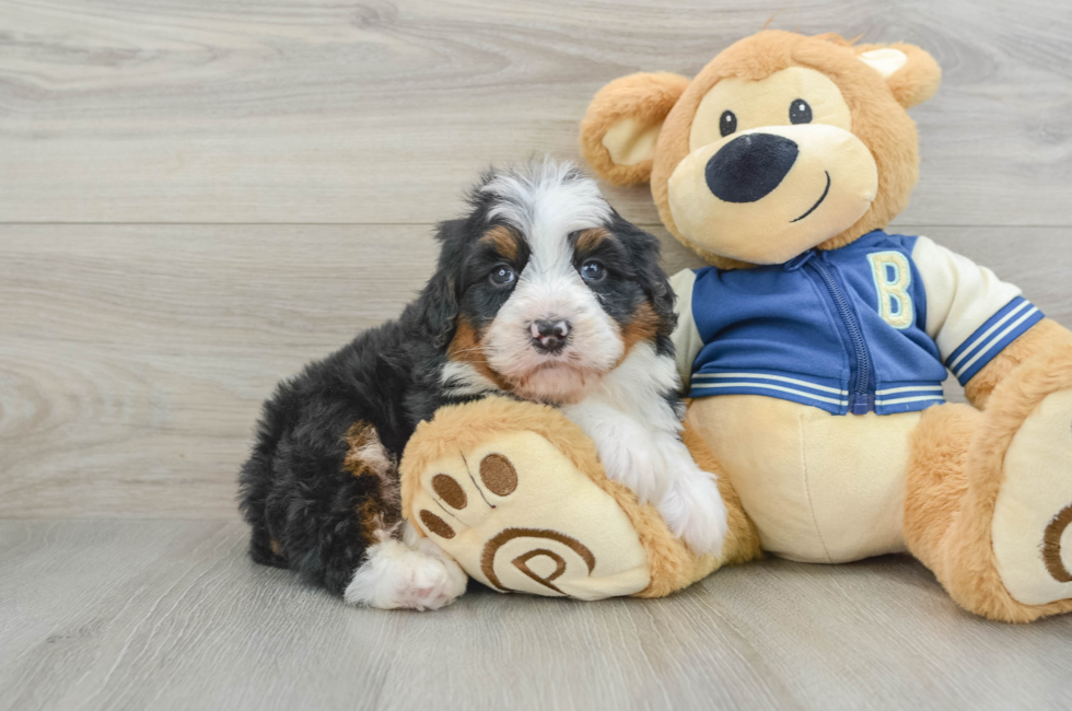 6 week old Mini Bernedoodle Puppy For Sale - Windy City Pups