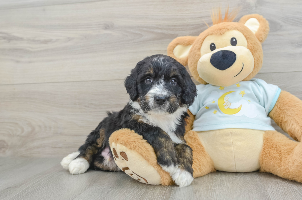 7 week old Mini Bernedoodle Puppy For Sale - Windy City Pups