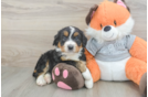 Energetic Mini Bernesedoodle Poodle Mix Puppy
