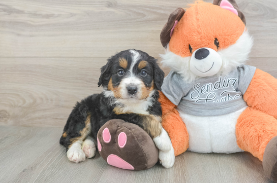 Energetic Mini Bernesedoodle Poodle Mix Puppy