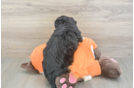 Mini Bernedoodle Puppy for Adoption