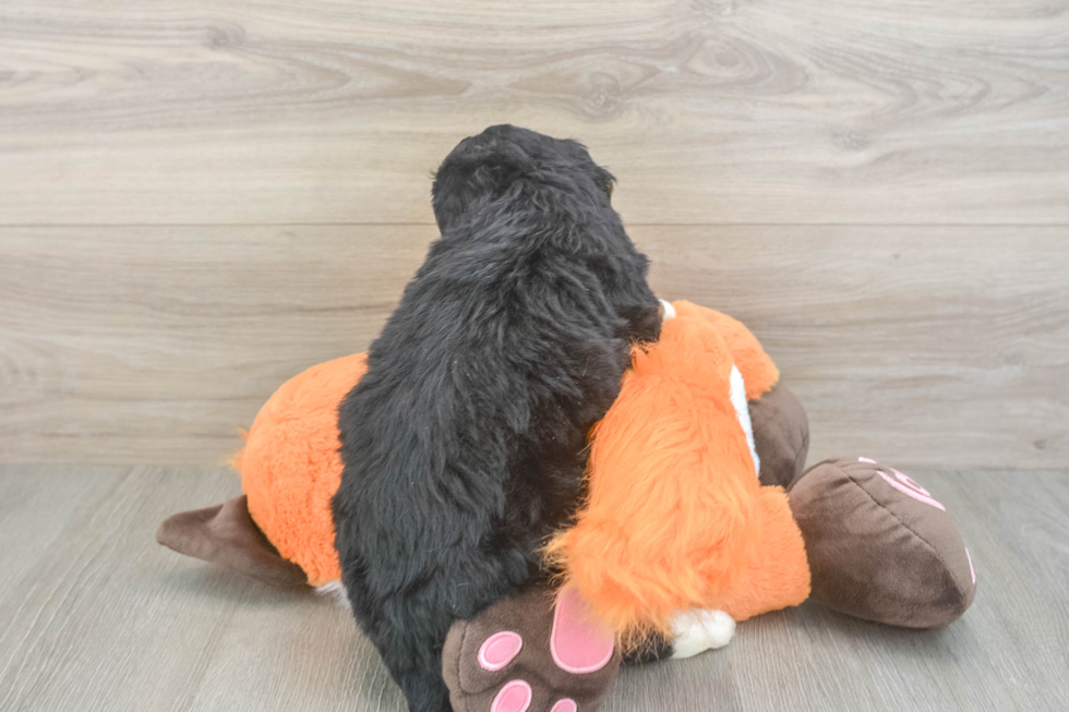 Mini Bernedoodle Puppy for Adoption